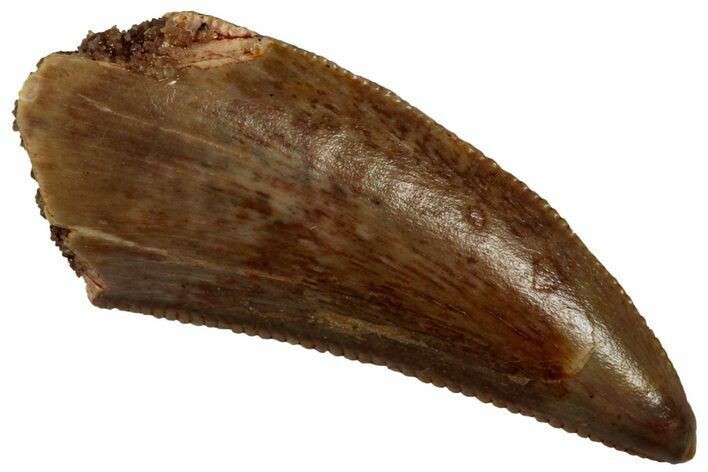 Serrated, Raptor Tooth - Real Dinosaur Tooth #295930